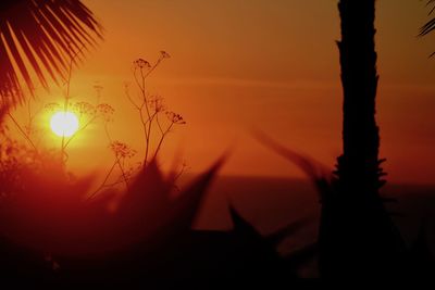 Close-up of silhouette plants against orange sky