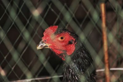 Close-up of a parrot