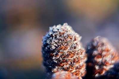 Close-up of frozen plant