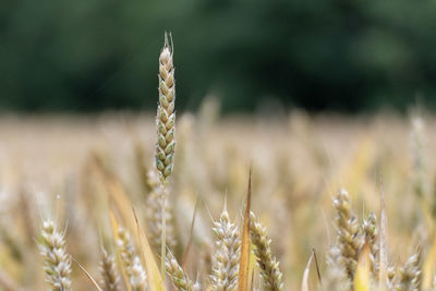 Close-up of stalks in field