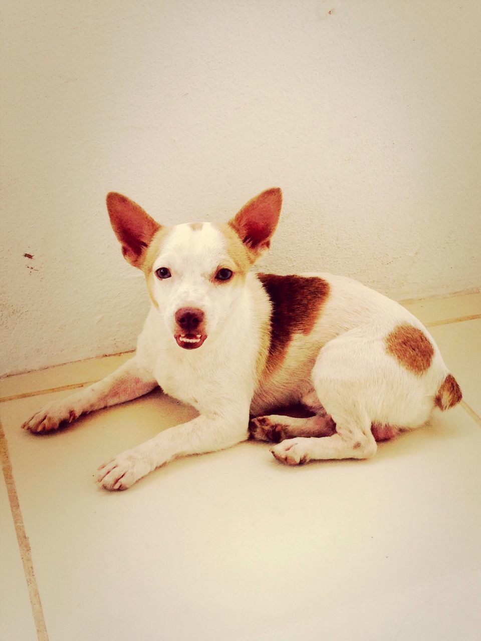 dog, pets, domestic animals, animal themes, indoors, portrait, looking at camera, one animal, mammal, relaxation, home interior, cute, sitting, white color, flooring, floor, full length, high angle view, no people, puppy