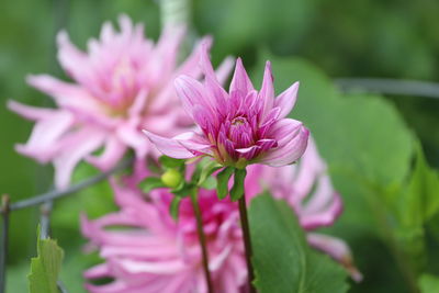 Close-up of pink flowering plant