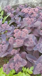 Full frame shot of purple flowers