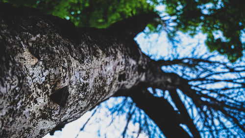 Low angle view of tree against sky