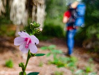 Close-up of pink flowering plant in park