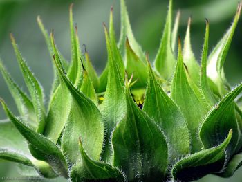 Close-up of fresh green plant