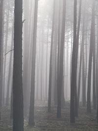 Trees in forest