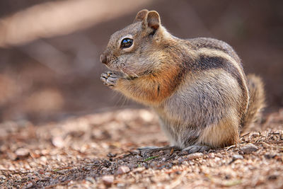 Close-up of squirrel