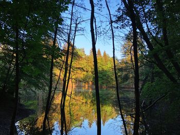 Trees by lake in forest against sky during autumn