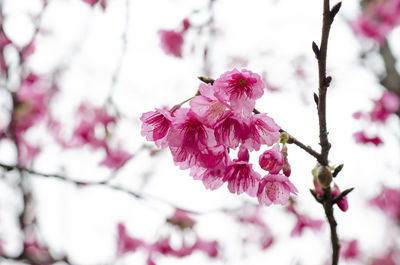 Close-up of pink cherry blossoms in spring