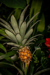 Close-up of flowering plant - pineapple 
