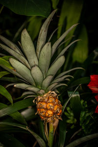 Close-up of flowering plant