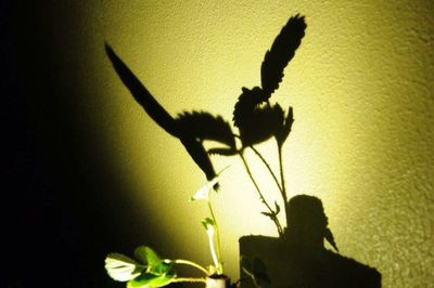 Close-up of silhouette flower on plant