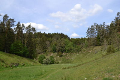 Scenic view of forest against sky