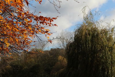 Low angle view of trees against sky during autumn