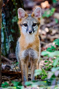 Juvenile gray fox kit urocyon cinereoargenteus in a forest staring at the camera.