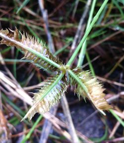 Close-up of plant