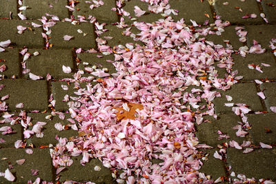 High angle view of pink flowering plant