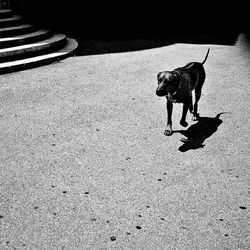 High angle view of dog on floor