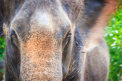 Close-up portrait of a horse