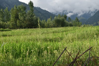 Scenic view of field against sky