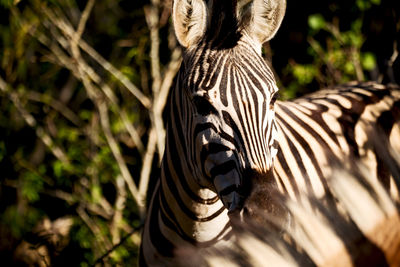 Close-up of zebras on field