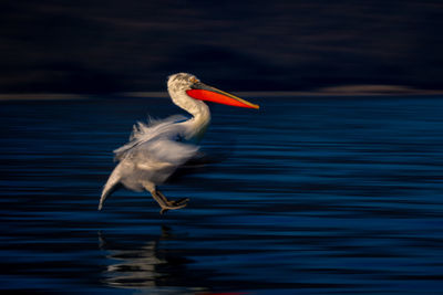 Close-up of bird in lake