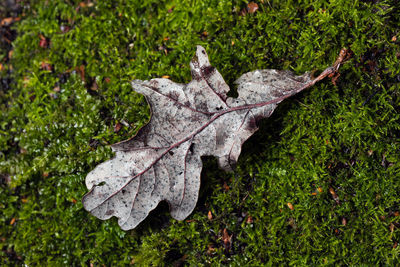 High angle view of dry leaves on field