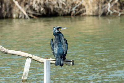 Bird perching on wooden post in lake