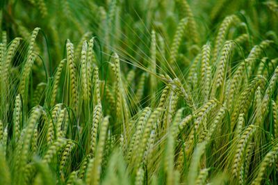 Close-up of wheat growing on field