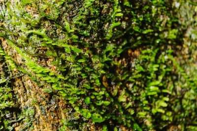Close-up of moss growing on tree trunk
