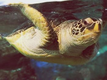 Close-up of turtle in sea