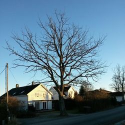 bare tree