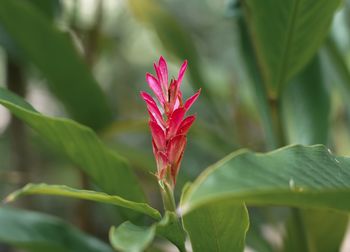 Close-up of red flowering plant in field