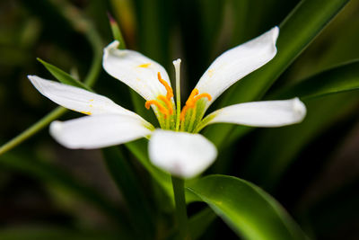 Close-up of white flowering plant