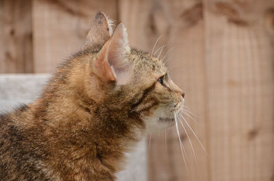 Close-up of cat sitting