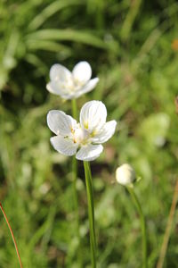 Close-up of white flowers blooming outdoors