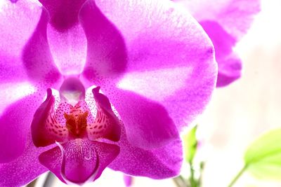 Close-up of pink flower blooming outdoors