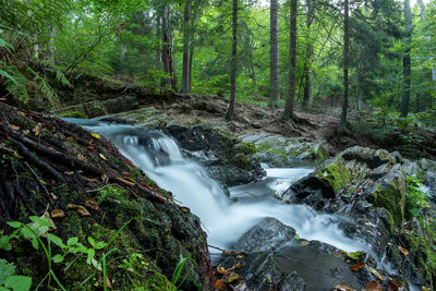 Scenic view of waterfall in forest