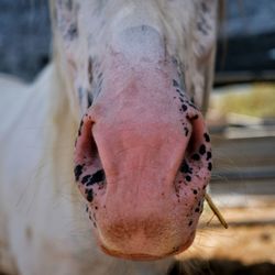 Close-up portrait of a horse