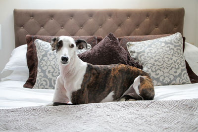 Close-up of dog sitting on bed at home