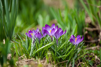 Close-up of purple crocus flowers on field