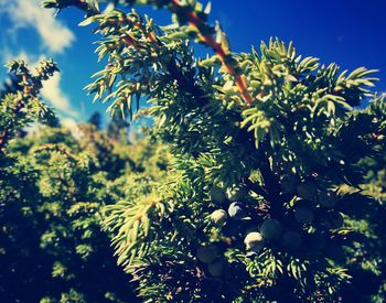 Low angle view of plants against blue sky