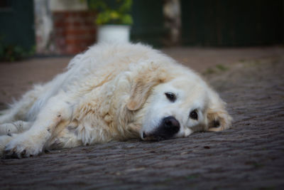 Close-up of a dog resting