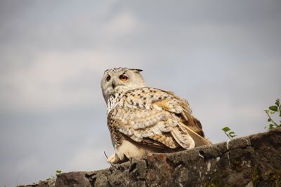 Low angle view of owl perching on retaining wall against sky