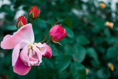 Close-up of pink rose