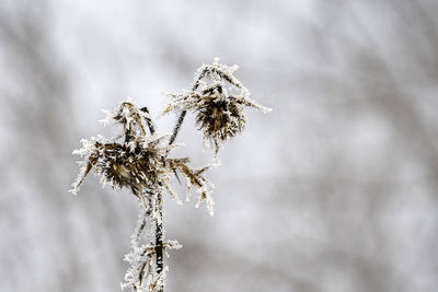 Close-up of dry plant during winter