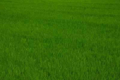 Full frame shot of grassy field