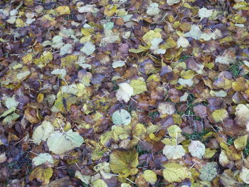 Full frame shot of leaves