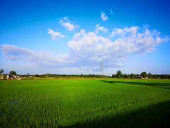 Scenic view of agricultural field against sky